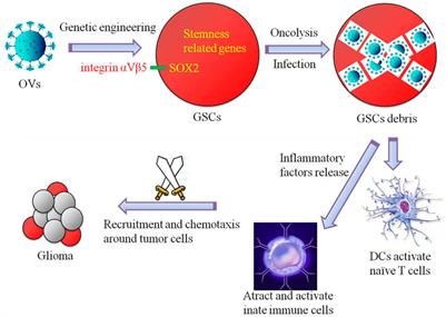 Research Progress About Glioma Stem Cells in the Immune Microenvironment of Glioma